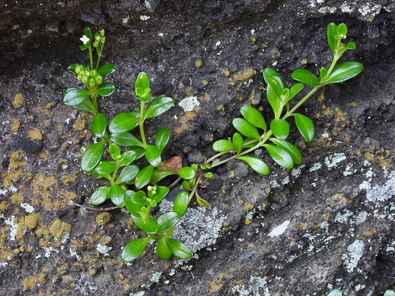 Leptopetalum coreanum photo 2