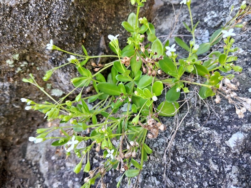 Leptopetalum coreanum photo 3