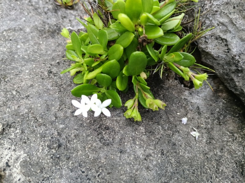 Leptopetalum coreanum photo 4