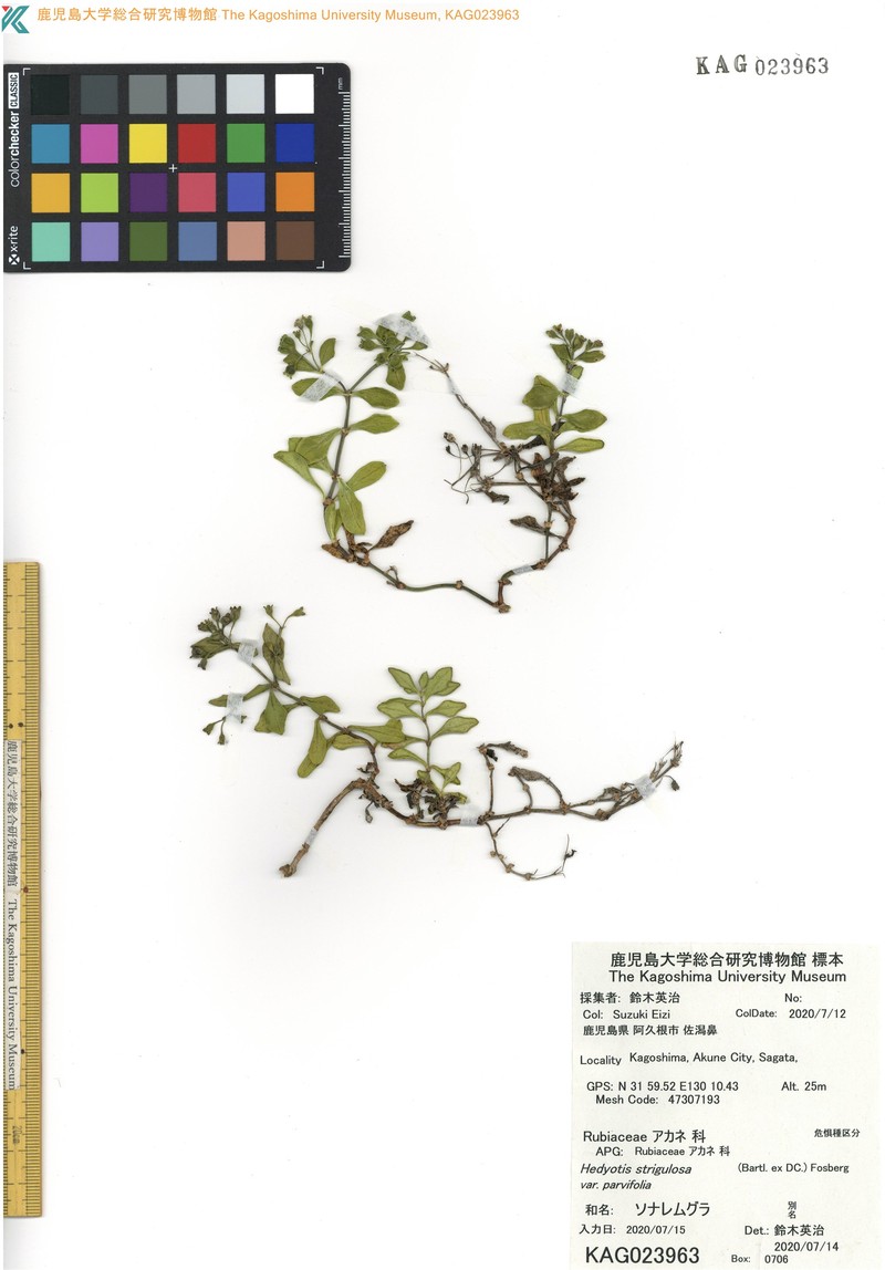 Leptopetalum coreanum photo 5