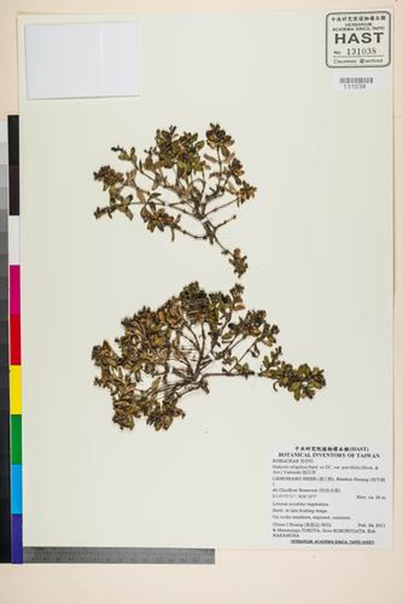 Leptopetalum coreanum photo 6