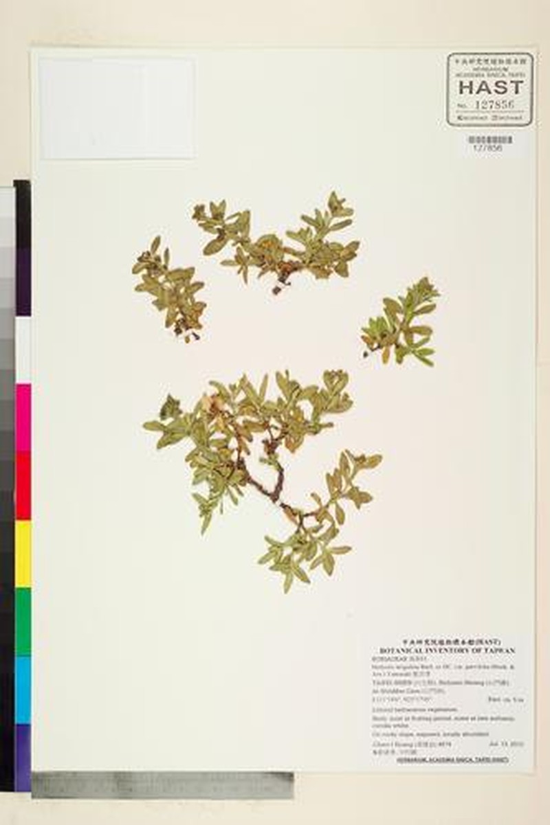 Leptopetalum coreanum var. coreanum photo 3
