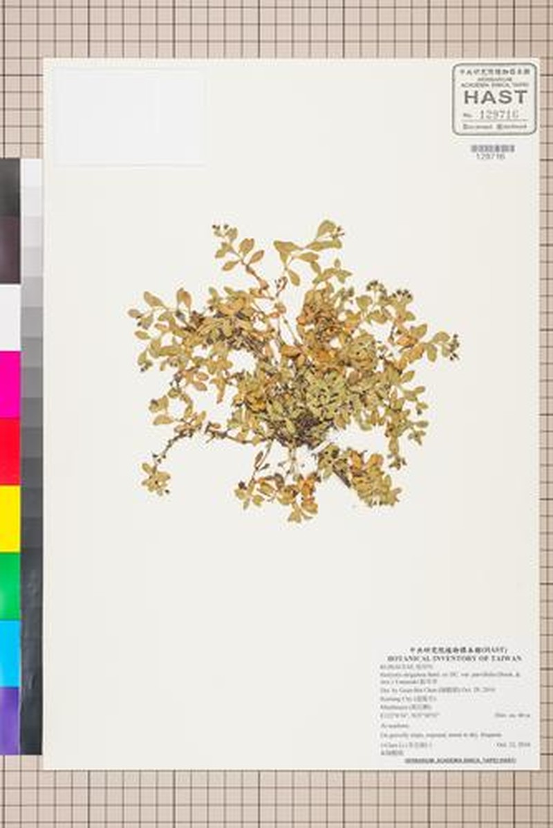 Leptopetalum coreanum var. coreanum photo 4