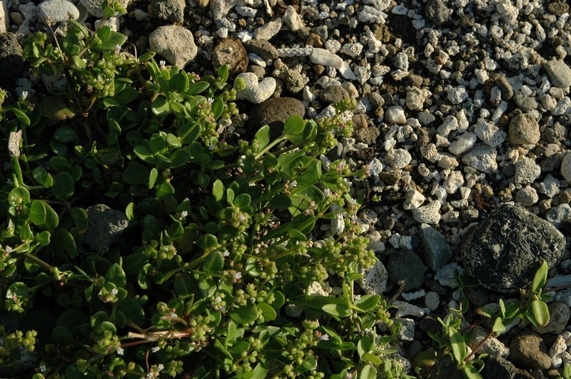 Leptopetalum racemosum