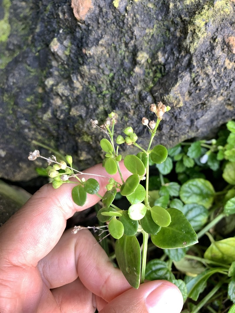 Leptopetalum racemosum photo 2
