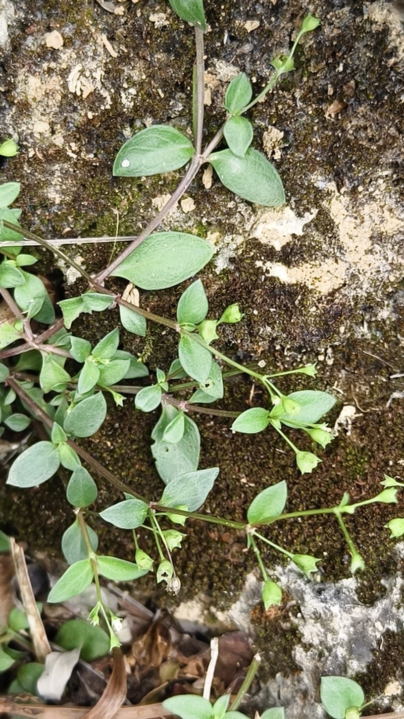 Leptopetalum racemosum photo 3