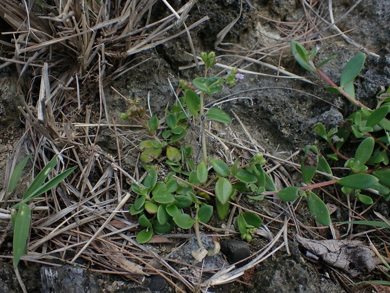 Leptopetalum racemosum photo 4