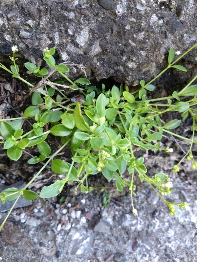 Leptopetalum racemosum photo 6