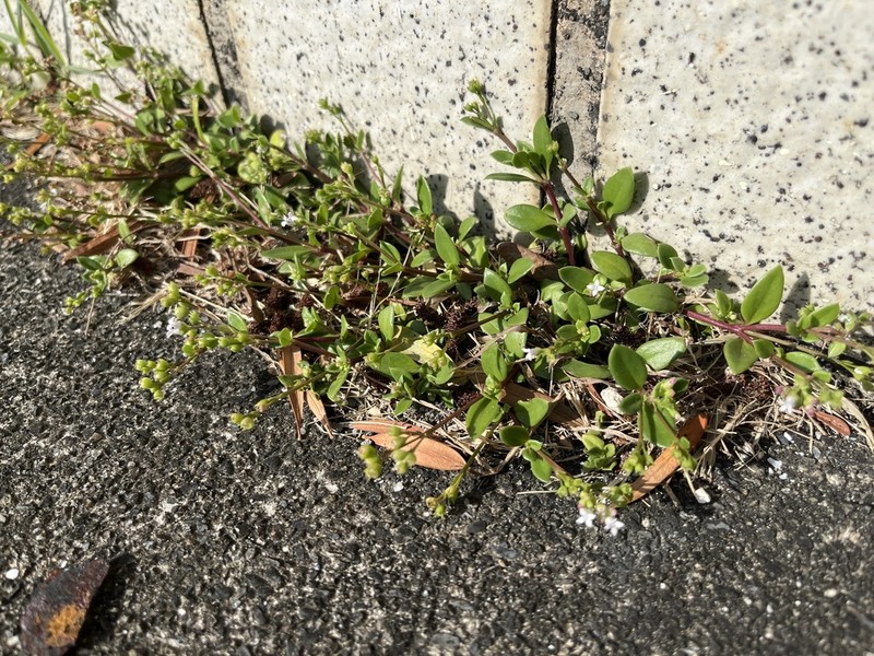 Leptopetalum racemosum photo 7
