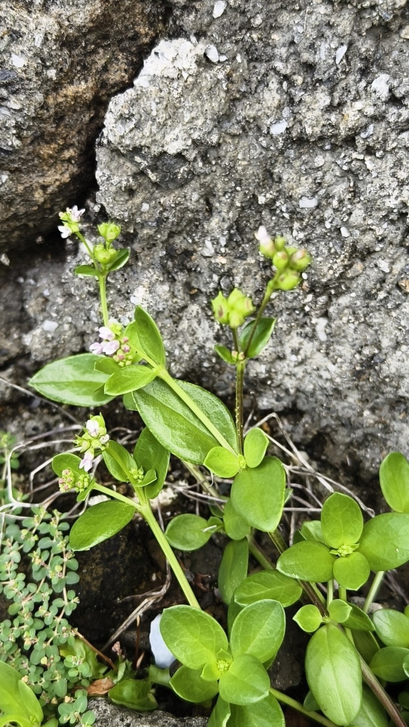 Leptopetalum racemosum photo 8