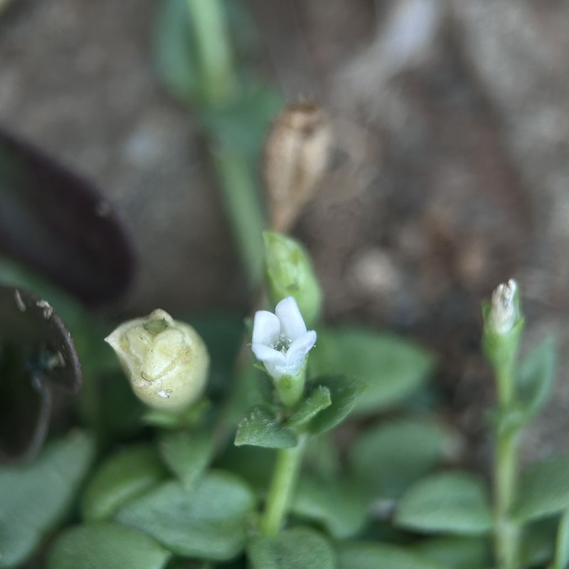 Leptopetalum taiwanense photo 3