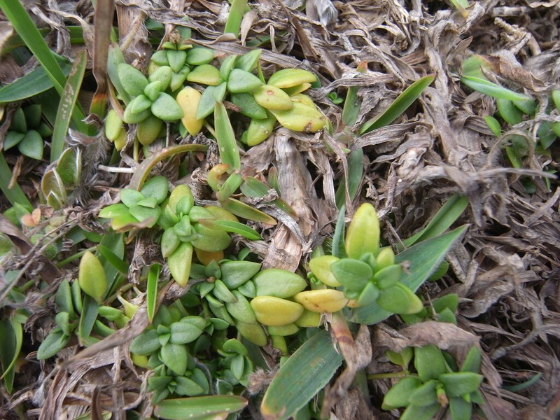 Leptopetalum taiwanense photo 4
