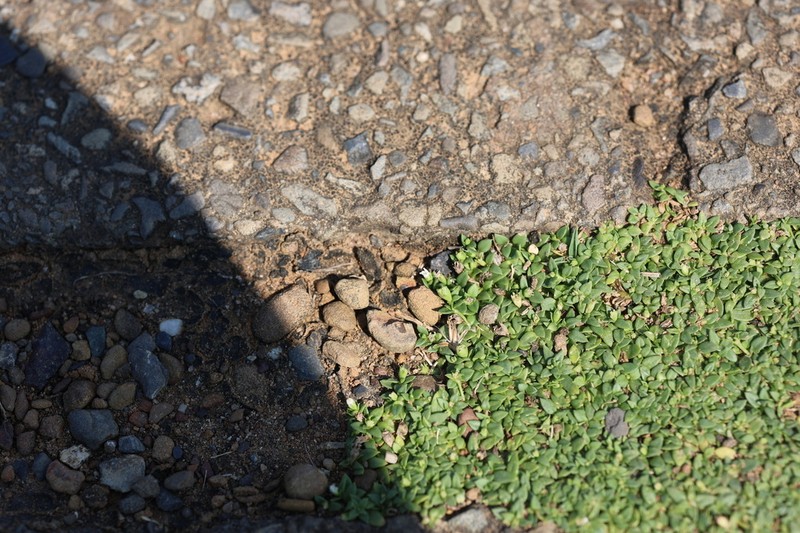 Leptopetalum taiwanense photo 5