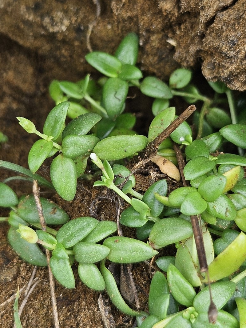 Leptopetalum taiwanense photo 7
