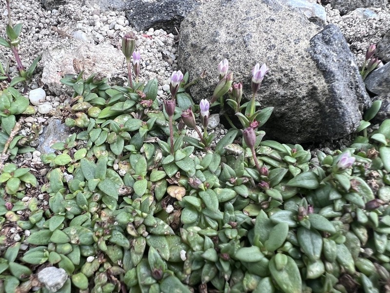 Leptopetalum taiwanense photo 8