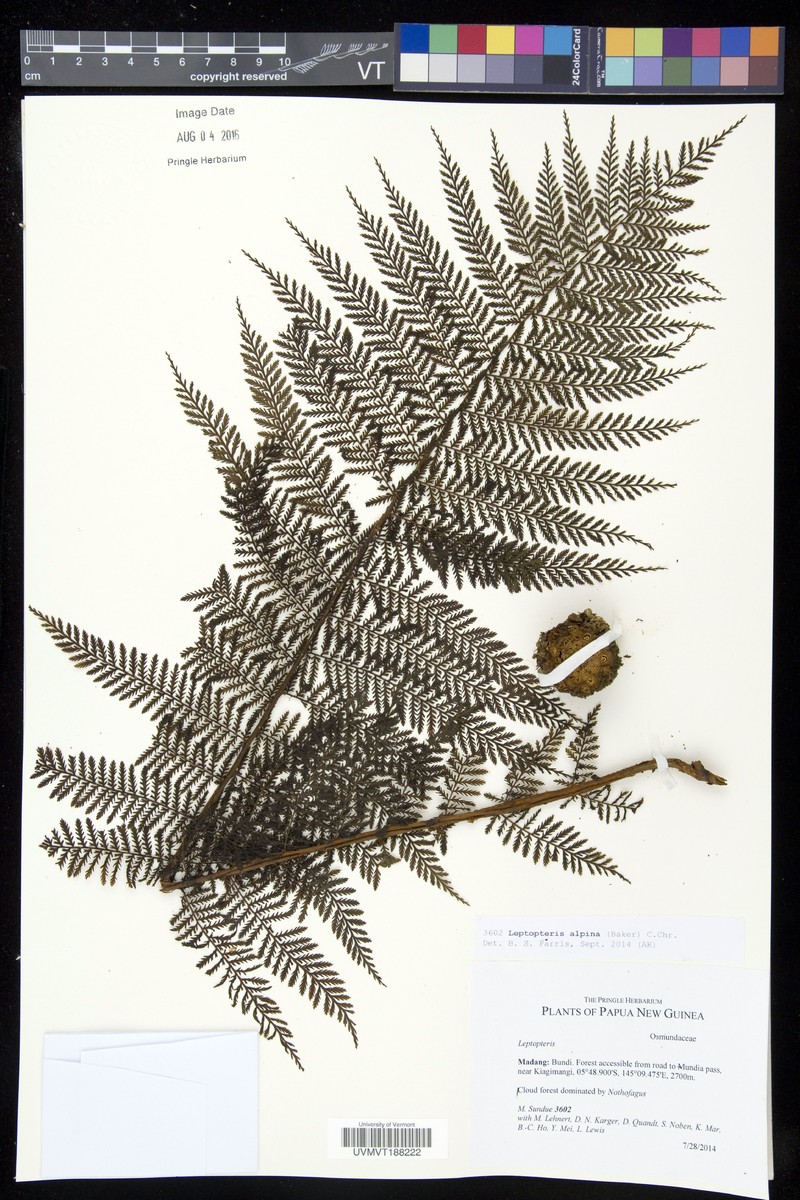 Leptopteris alpina