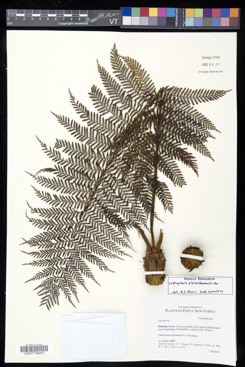 Leptopteris alpina photo 2
