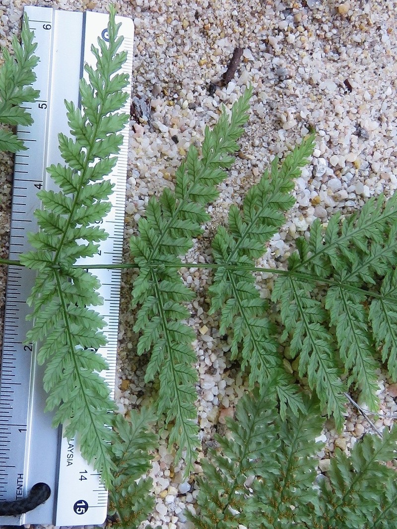 Leptopteris fraseri