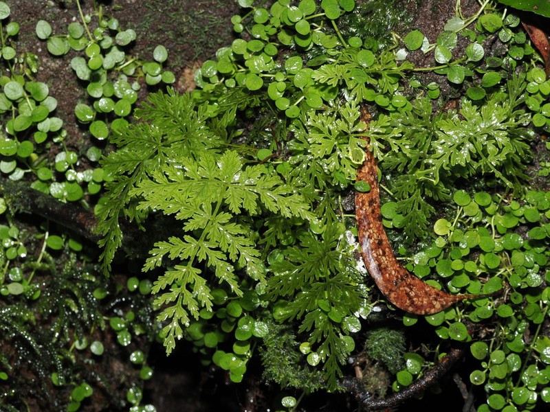 Leptopteris fraseri photo 3