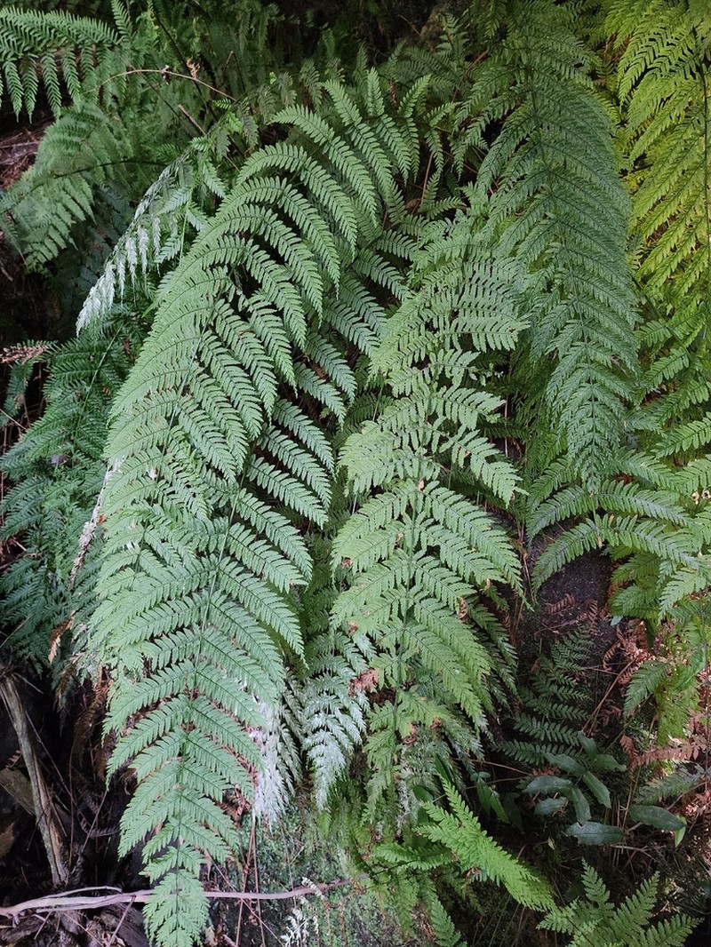 Leptopteris fraseri photo 6