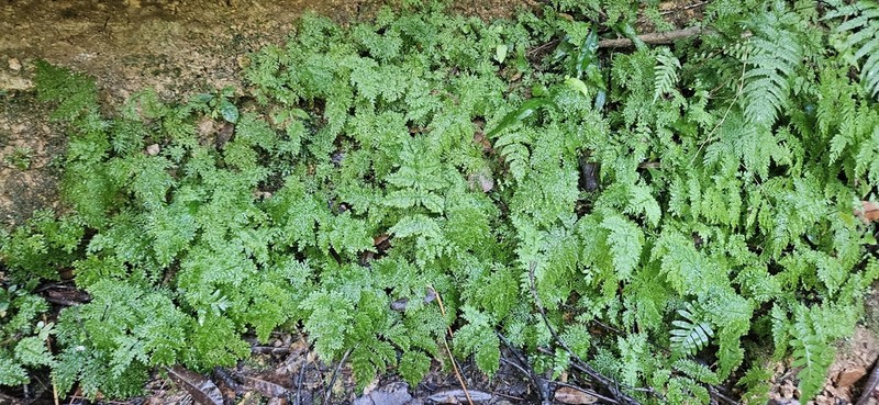 Leptopteris fraseri photo 7