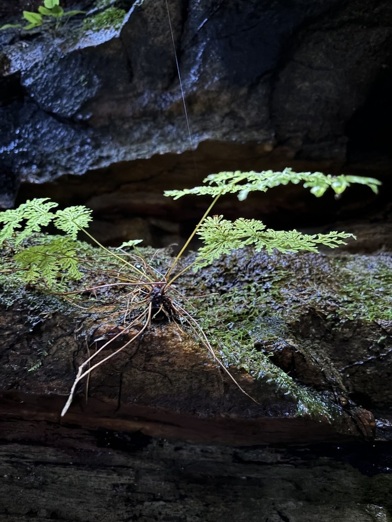 Leptopteris fraseri photo 8