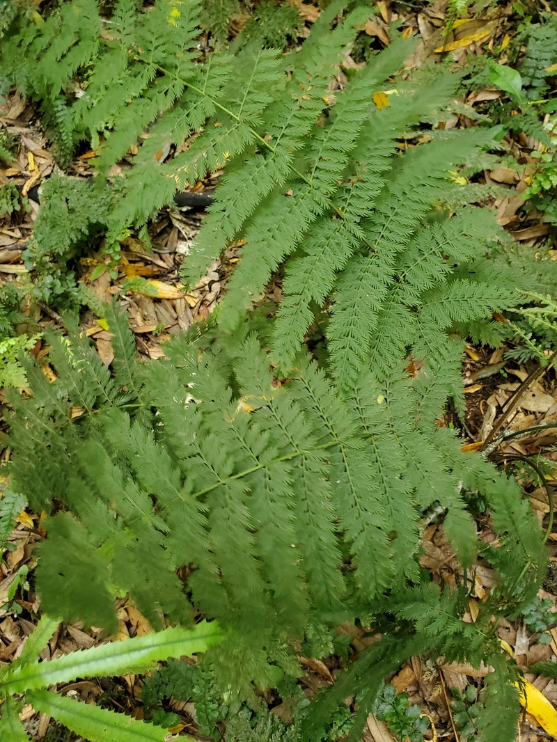 Leptopteris hymenophylloides