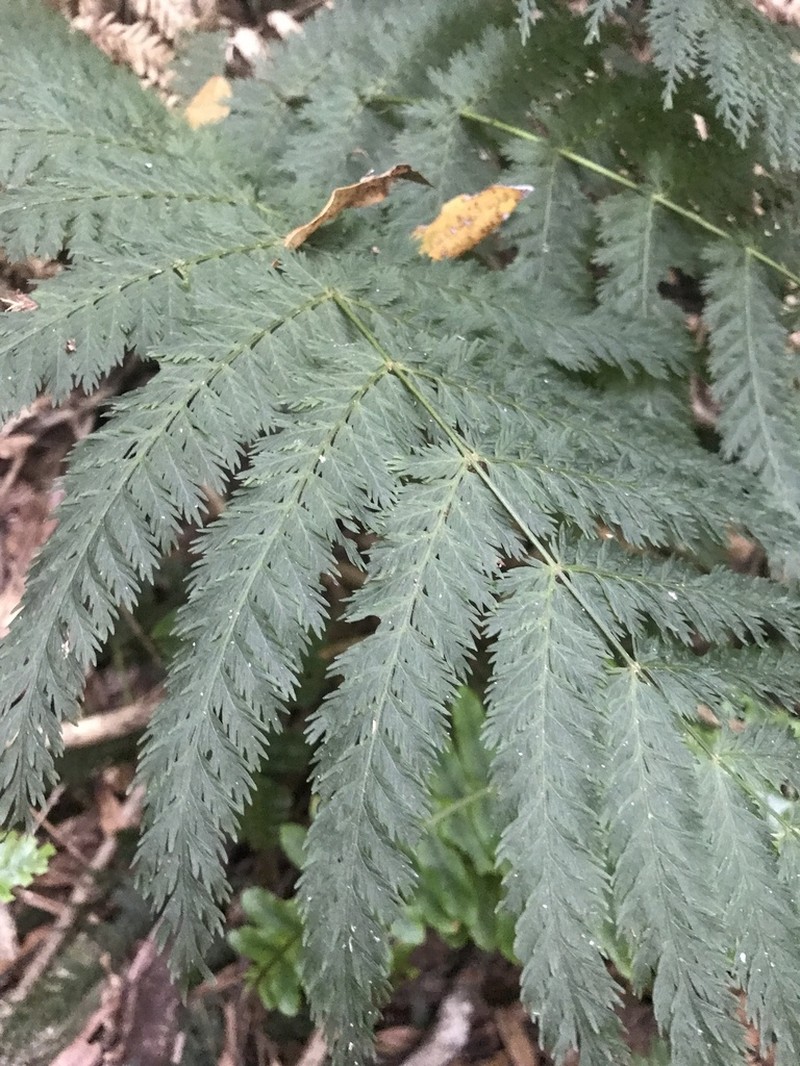 Leptopteris hymenophylloides photo 2