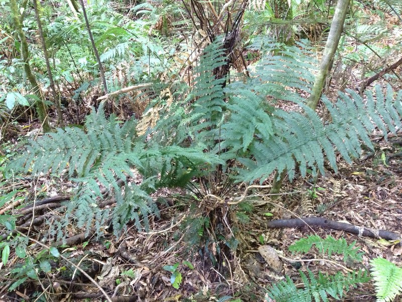 Leptopteris hymenophylloides photo 3