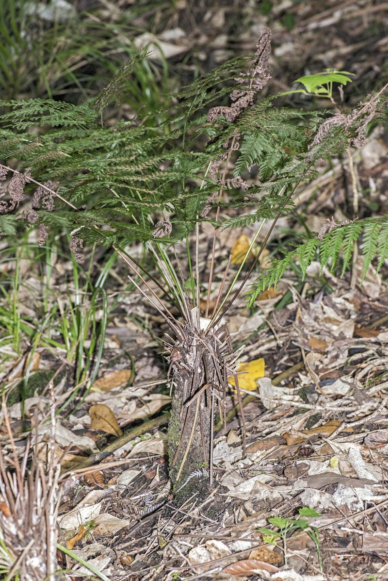 Leptopteris hymenophylloides photo 4