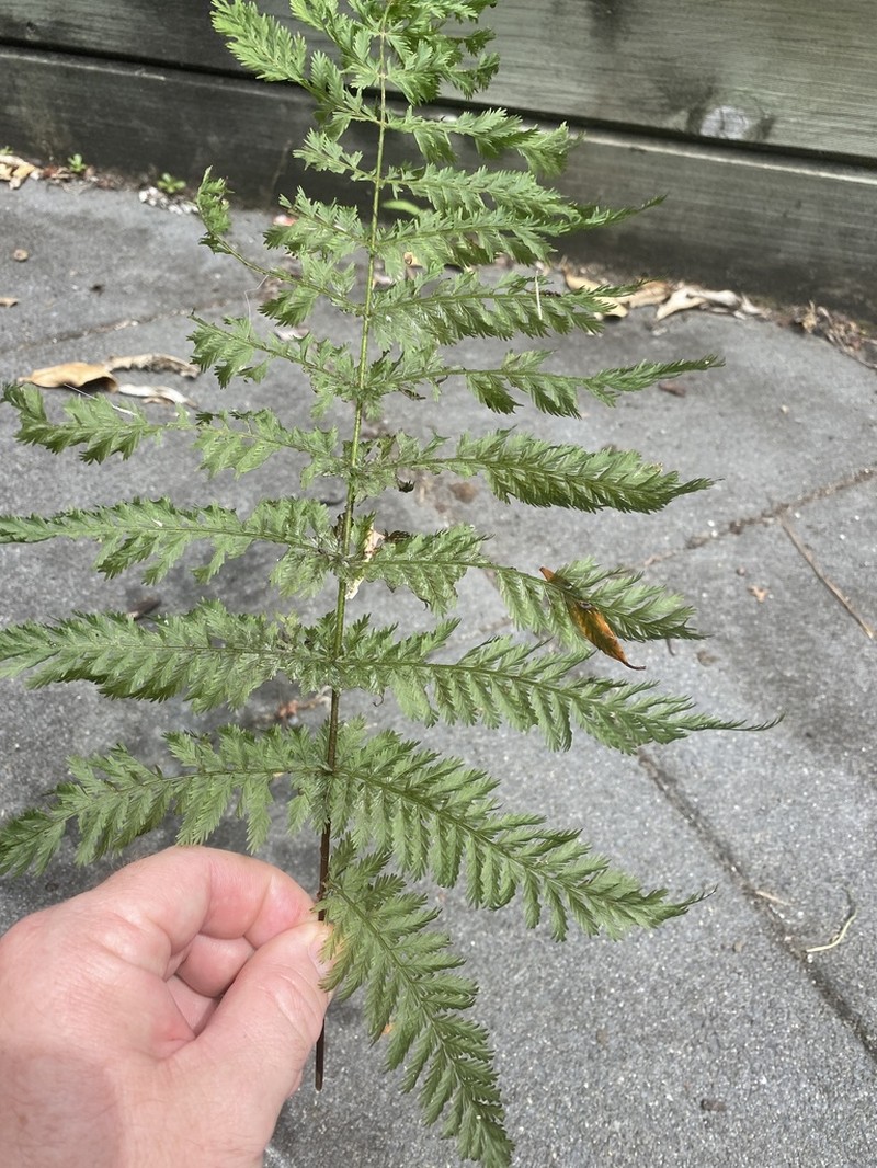 Leptopteris hymenophylloides photo 5