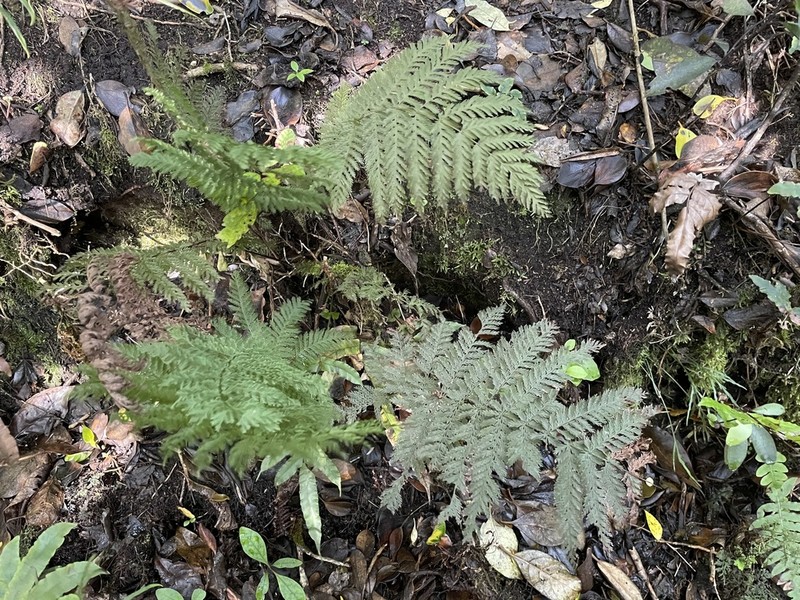 Leptopteris hymenophylloides photo 6