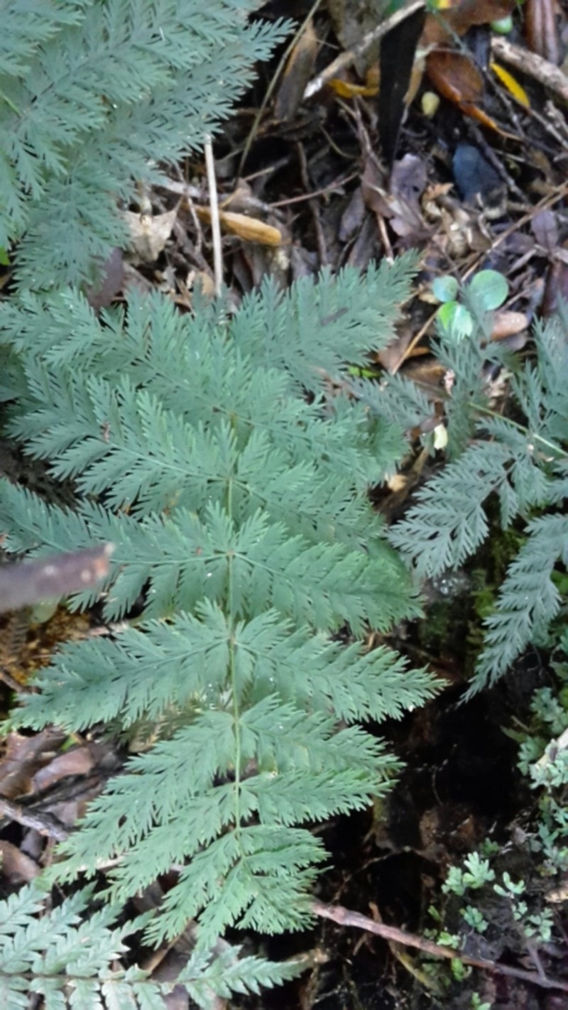 Leptopteris hymenophylloides photo 7