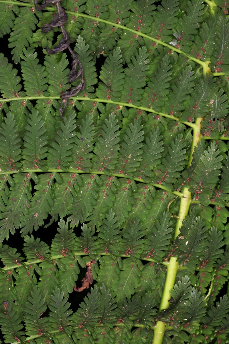 Leptopteris moorei