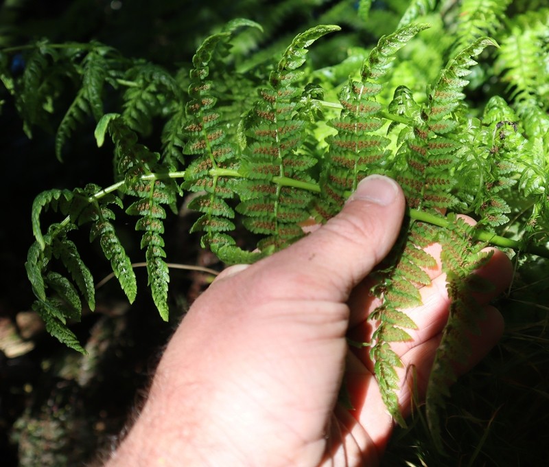 Leptopteris moorei photo 2