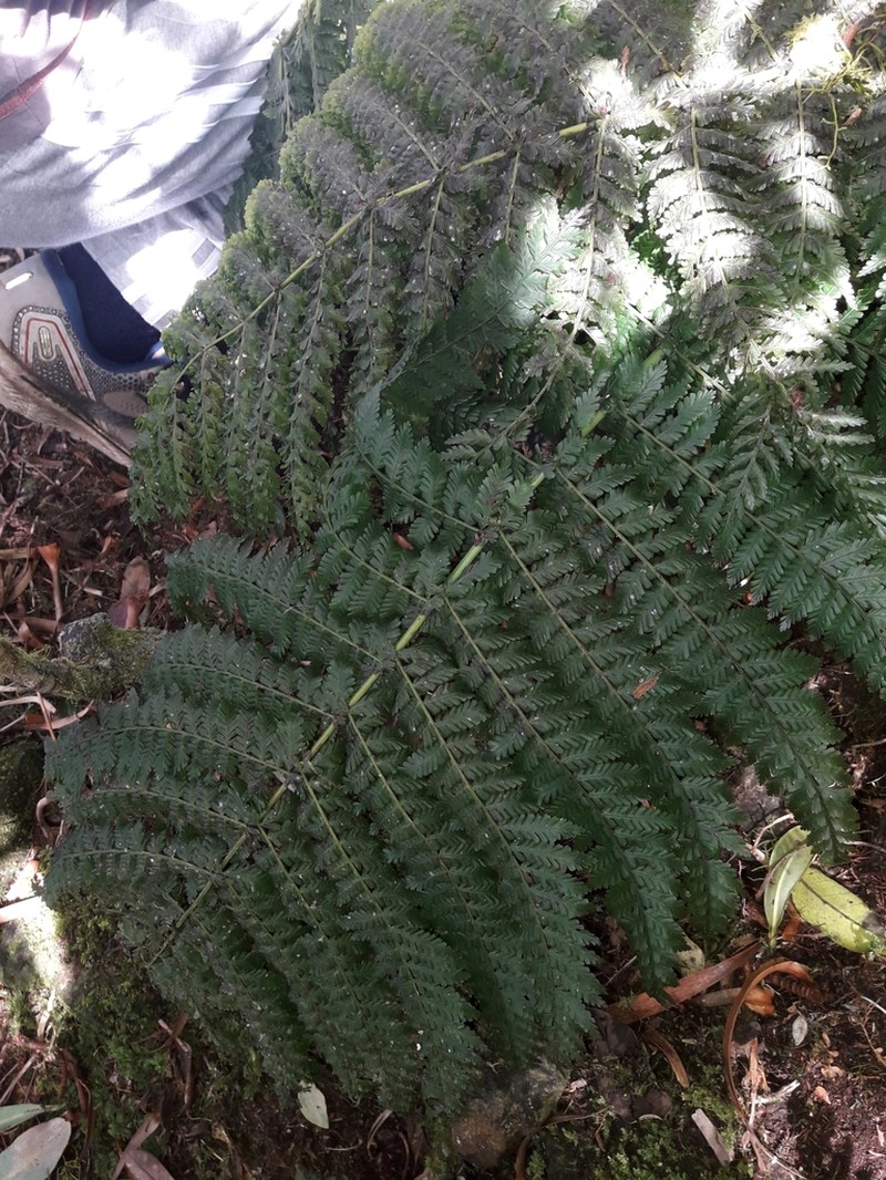 Leptopteris moorei photo 3
