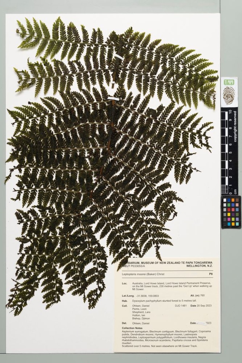 Leptopteris moorei photo 4