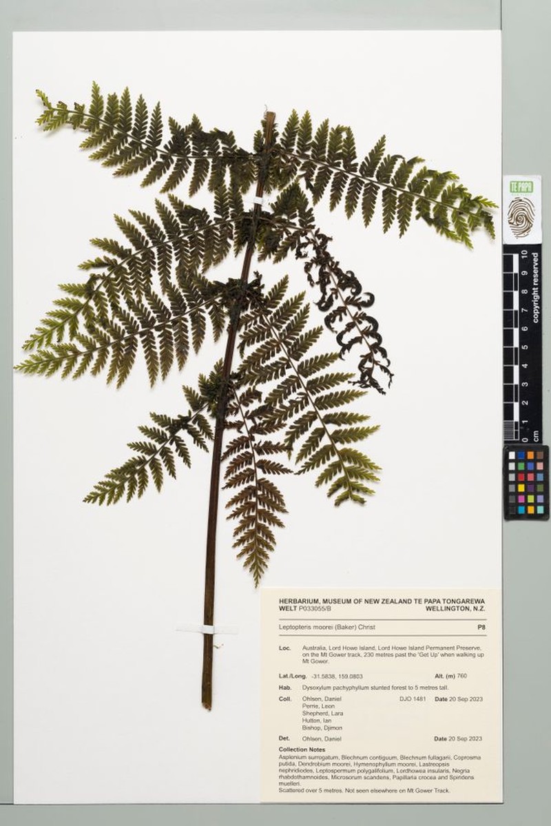 Leptopteris moorei photo 5