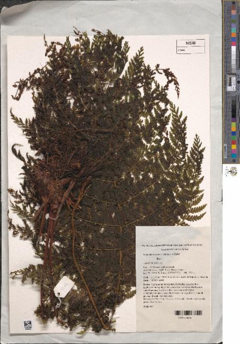 Leptopteris moorei photo 6