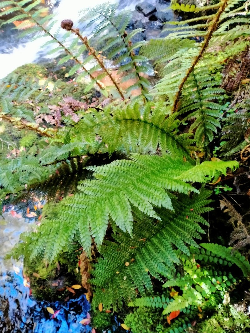Leptopteris superba