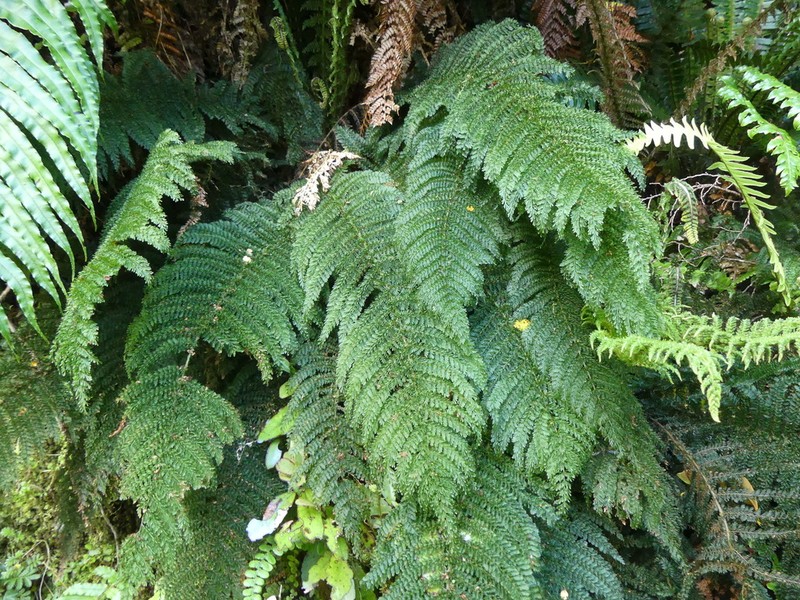 Leptopteris superba photo 3