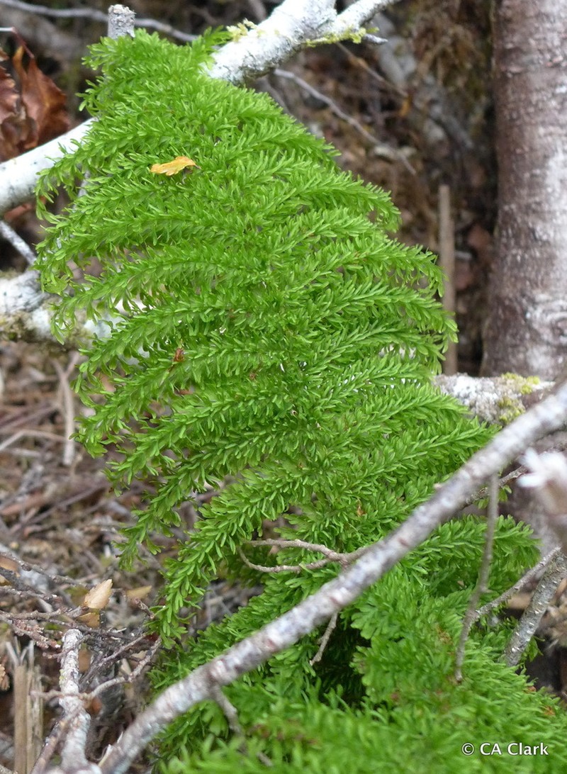 Leptopteris superba photo 4