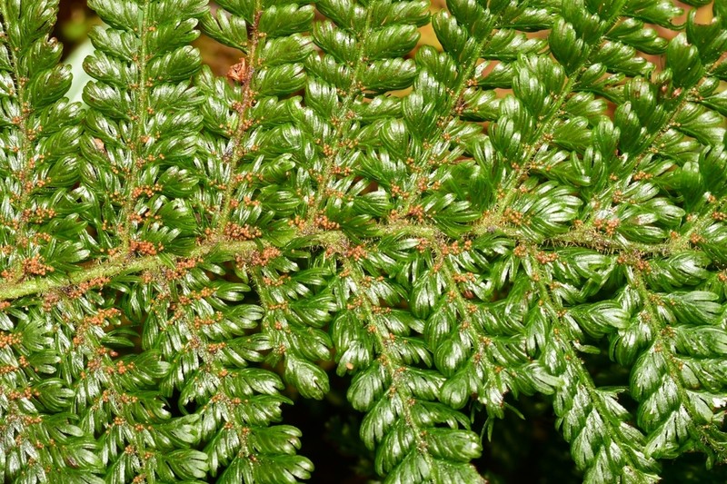 Leptopteris superba photo 5