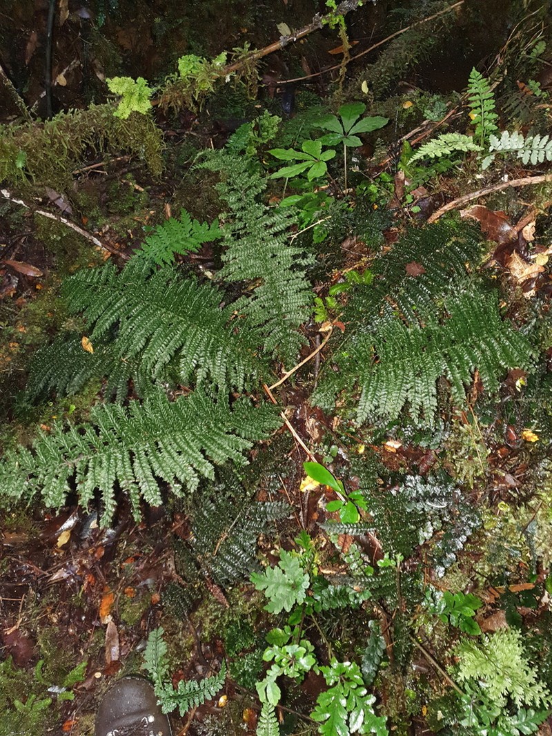Leptopteris superba photo 6