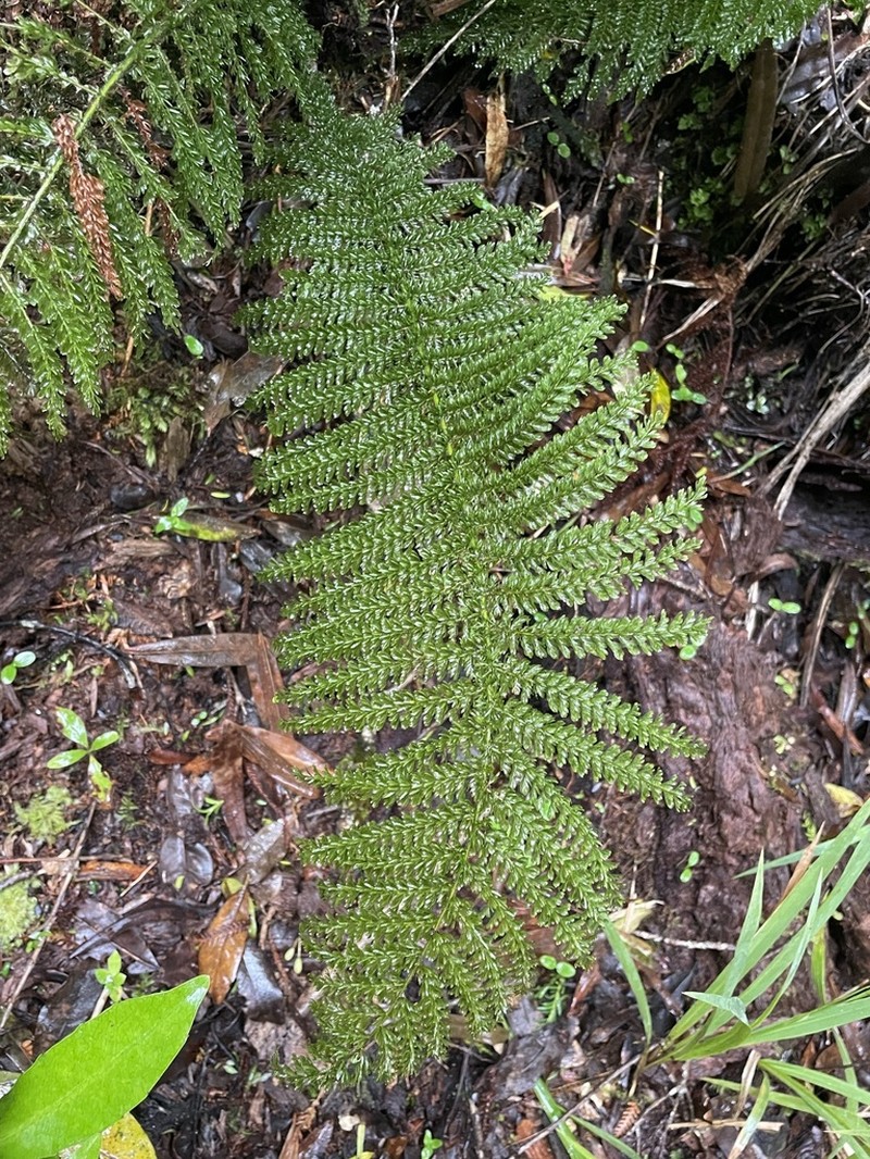 Leptopteris superba photo 8