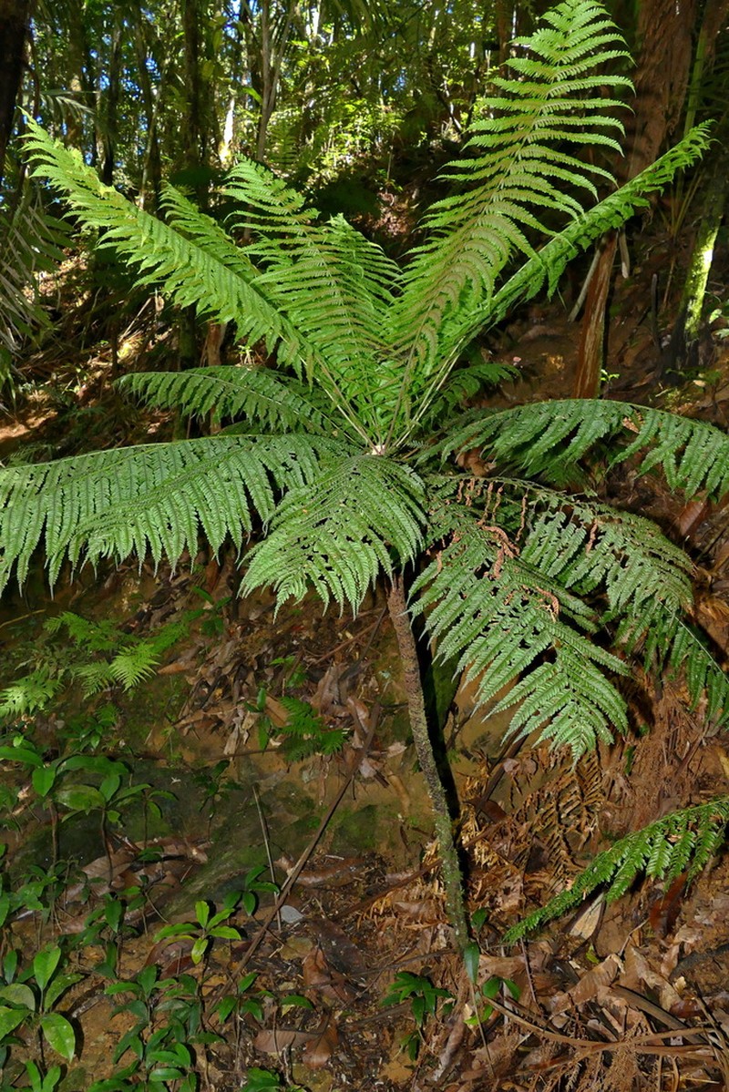 Leptopteris wilkesiana