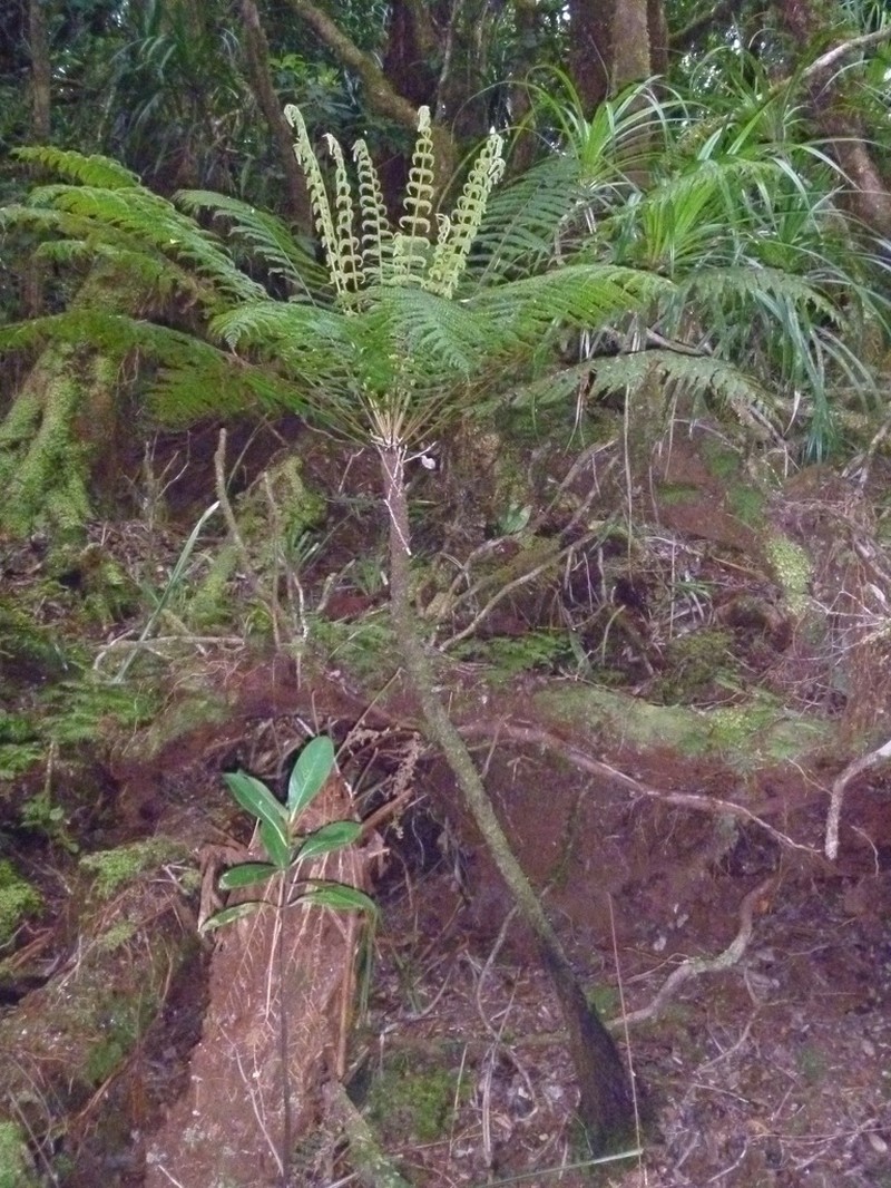Leptopteris wilkesiana photo 2