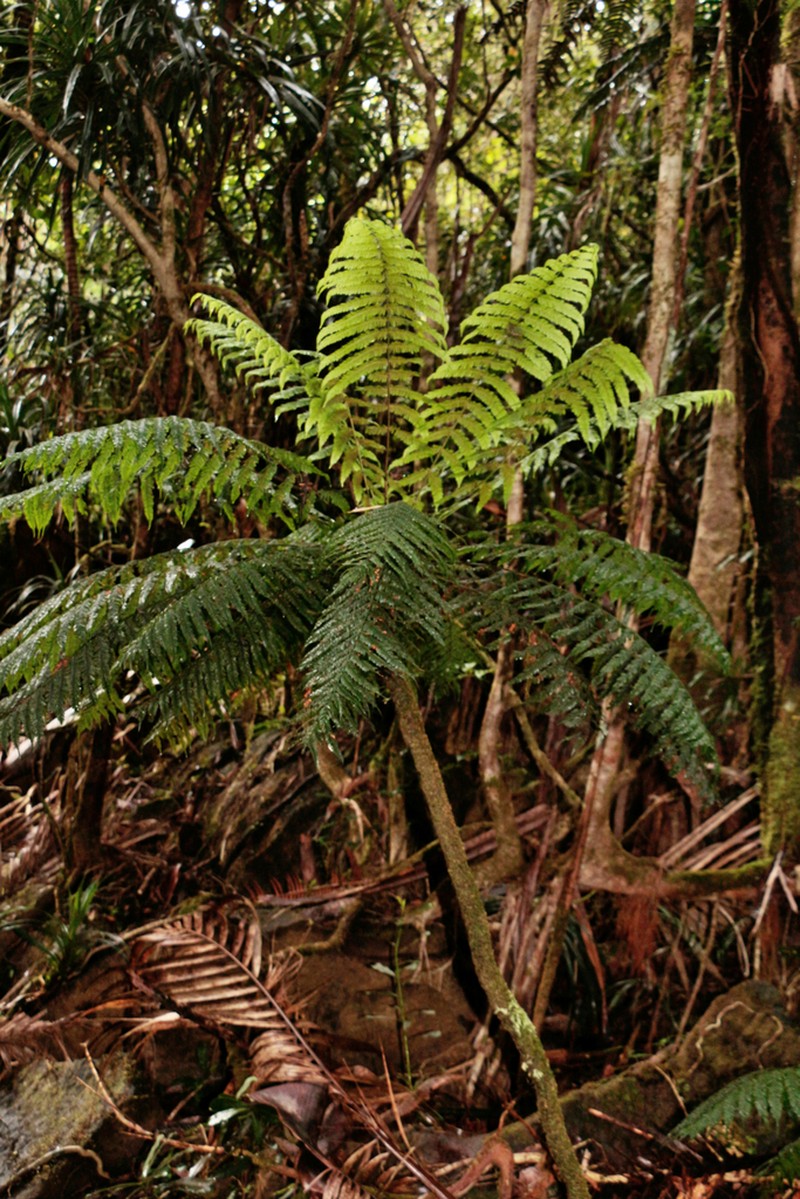 Leptopteris wilkesiana photo 3