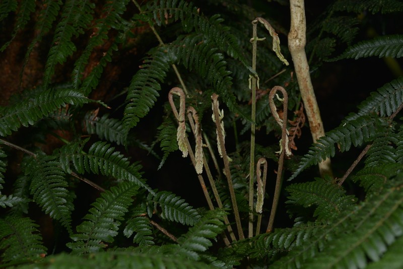 Leptopteris wilkesiana photo 4