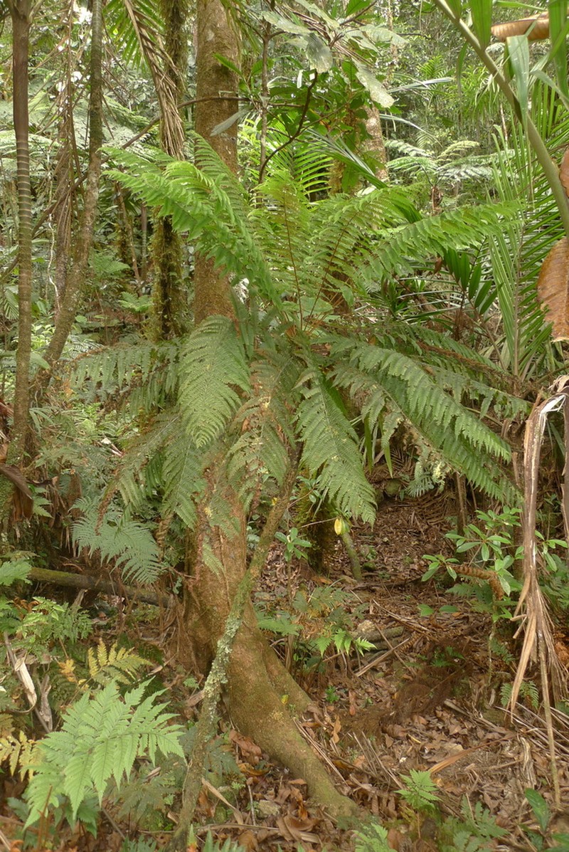 Leptopteris wilkesiana photo 5